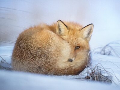 Příroda pod peřinou 2. 12. 2025