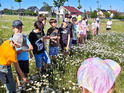 Květen 2026 - Ekosystém louka - učení v přírodě