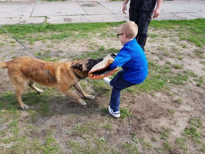 Výcvik psů v útulku