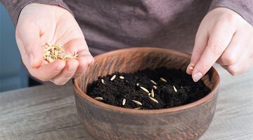 Školní projekt - sázení oseníčka